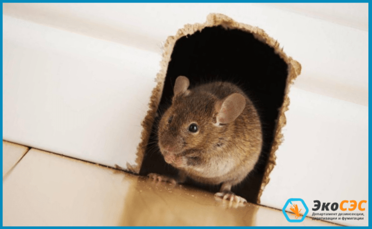Как быстро вывести мышей из квартиры